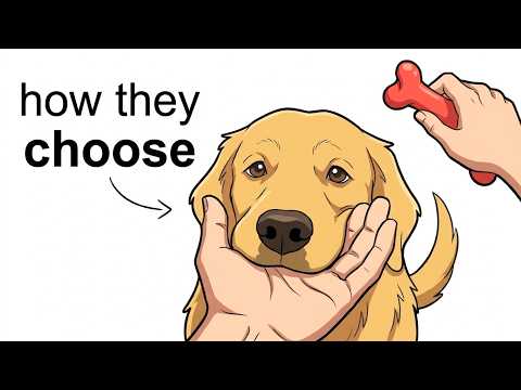 How Dogs Choose a "Favorite" Human? (The Science Behind It)