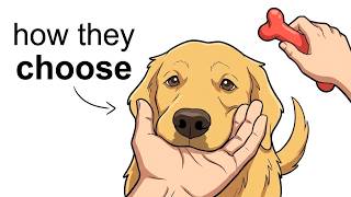 How Dogs Choose a "Favorite" Human? (The Science Behind It) MQDEFAULT Thumbnail
