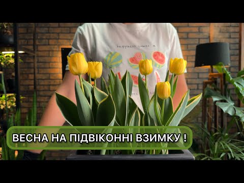 Вигонка тюльпанів в домашніх умовах. Як змусити тюльпани зацвісти взимку