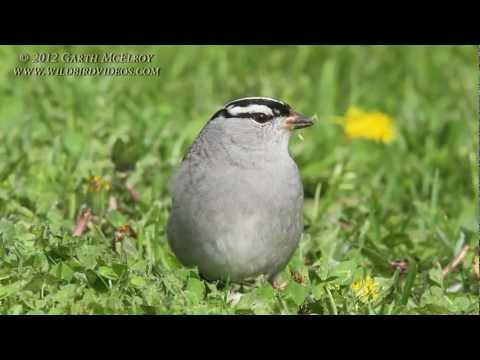 Strnádlik jazvečí (Zonotrichia leucophrys) — spev a hlas v prírode