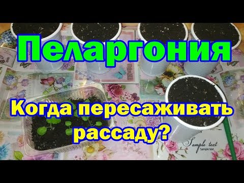 Пеларгония. Когда пересаживать рассаду?