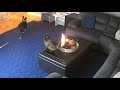 CAT TAIL BURNING