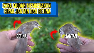 Download lagu How to differentiate between male and female ciblek pari! It turns out that this is the only way mp3 Download lagu How to differentiate between male and female ciblek pari! It turns out that this is the only way mp3