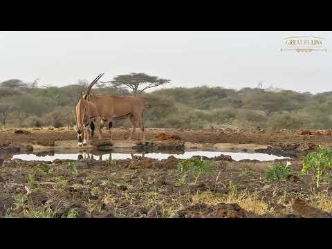 Drinking Oryx | Great Plains Conservation