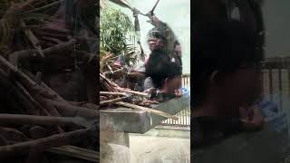 モコイチバースデー #沖縄こどもの国 #かわいい動物 #癒し動画 #沖縄旅行