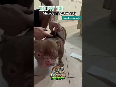 How to Micro Chip your dog in under a minute! #microchip #breeder #dog #puppy