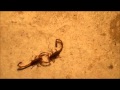 Scorpion Mating Dance 