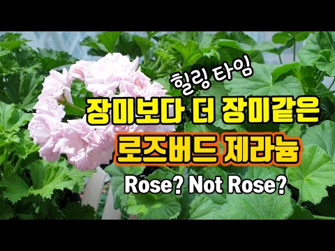 SUB)Rosebud Geranium resembling a rose #Rosebud #Milfield Rose #Antique Rose #Swanland #Garnet #Rose