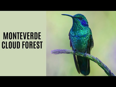 Costa Rica Wildlife Documentary: Monteverde Cloud Forest