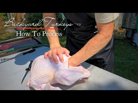 How to Butcher a Turkey: Step-by-Step Guide