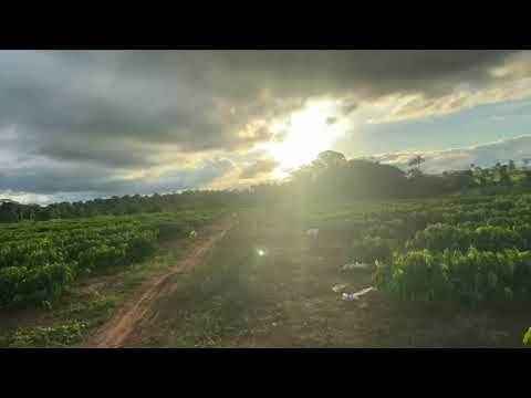 Coffee plantation in Acrelândia-Acre