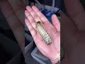 gigantic insects ! #bug #insect #animals #shortswithzita #rock_n_insectes