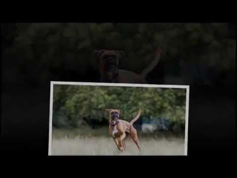 Best Dogs For Exercise