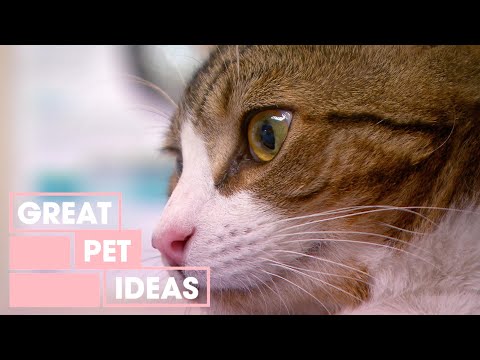 How to Cure Bad Cat Breath | PETS | Great Home Ideas