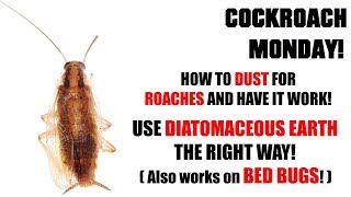 Cockroach Monday - Ep.4 - THE RIGHT WAY TO DUST BEDBUGS and ROACHES!