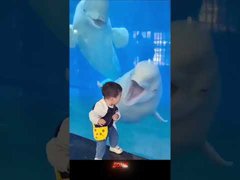 This Beluga Knew Exactly What It Was Doing!🤯😬🐳#undersea  #sea #animals#fish #beluga #shorts