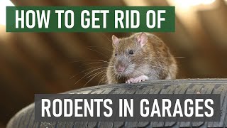 How to Keep Rats & Mice Out of Your Garage