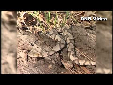 Snake Fungal Disease Now Present In South Carolina