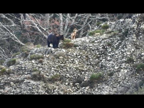 Cantábrico: Píldora Lobos