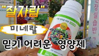 믿기 어려운 영양제 ^^잘자람^^  농작물 필수 미네랄 어느 작물이든 효과 Unbelievable nutri…