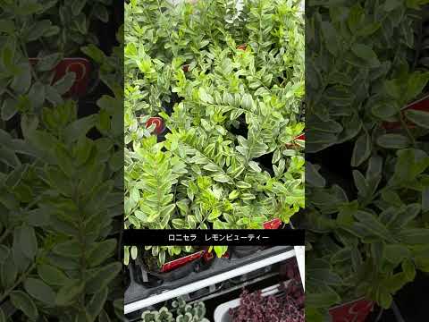 スリットリーフコーンフラワー 植物