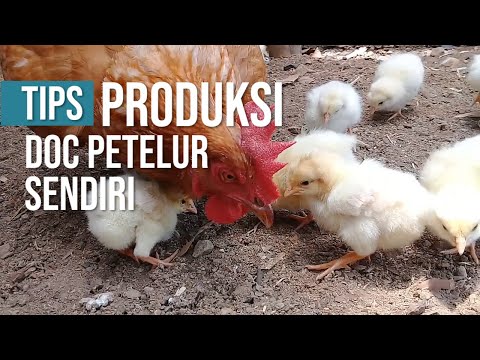 , title : 'Tips Produksi Mencetak DOC Anak Ayam Petelur Sendiri # intermezzo'