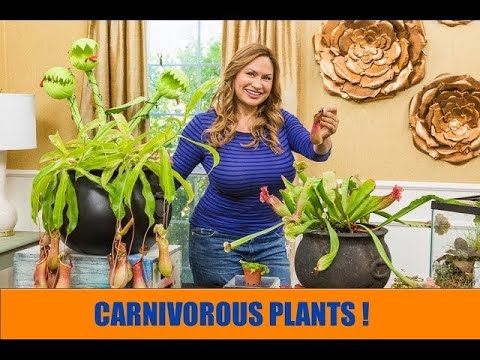 download lagu mp3 mp4 Carnivorous Plants For Sale, download lagu Carnivorous Plants For Sale gratis, unduh video klip Carnivorous Plants For Sale