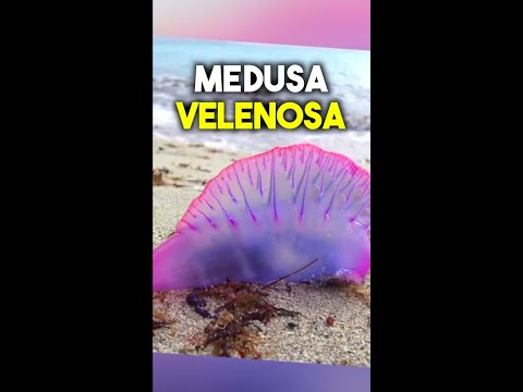 Se Vedi Questo In Mare, Esci Subito! 😱