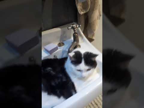 My cat decided to sleep in our bathroom sink