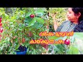 365 ദിവസവും കായ്ക്കുന്ന Rain Forest Plum ആദ്യവർഷ�