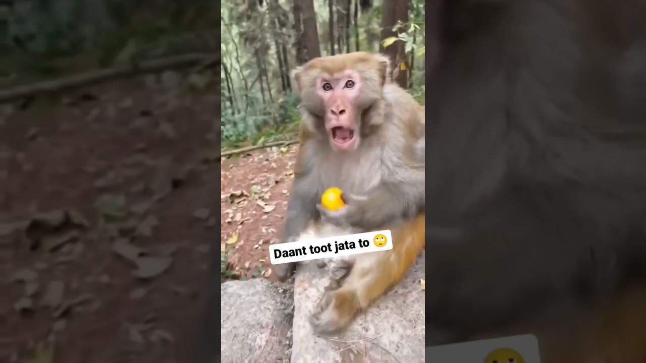 बंदर से मजक पड़ा भारी  #funnyanimalsvideos monkey  #comedyvideos 🤣🤣🤣🤣
