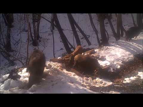 download lagu mp3 mp4 Cinghiale Wild Boar, download lagu Cinghiale Wild Boar gratis, unduh video klip Cinghiale Wild Boar