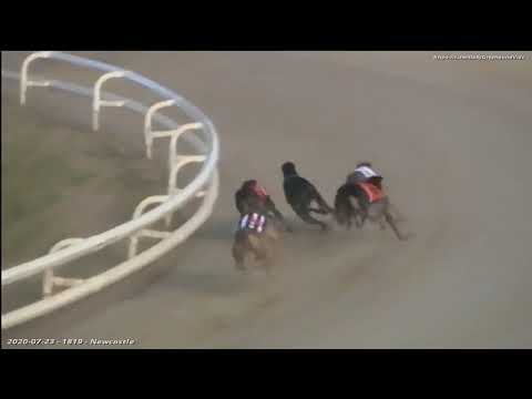 DROOPYS IMPACT Trap 1 finishes 3rd in All England Cup Puppy Comp