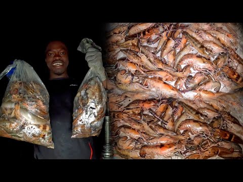 Native Crayfish Invasion in Jamaica🇯🇲 | My Biggest Crayfish Catch in Years | 55+ Crayfish😳
