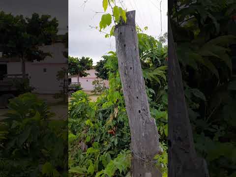 #paraiba sítio areial