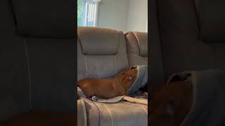 Video preview image #1 Dachshund Puppy For Sale in Shelbyville, TN, USA