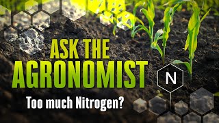 Ask the Agronomist - Too Much Nitrogen?
