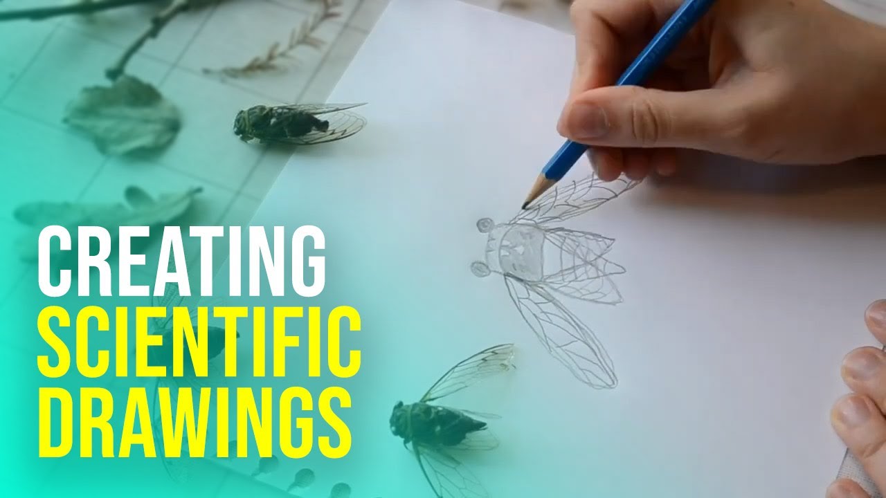 Let's Make a Scientific Drawing