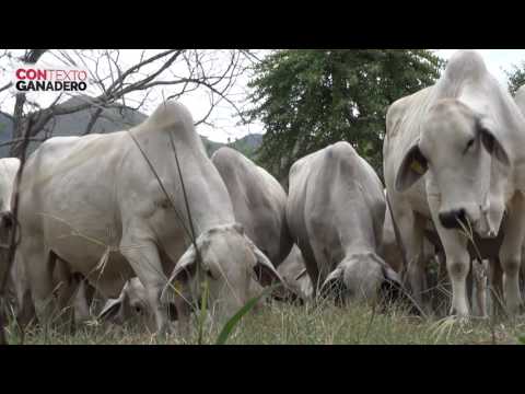 6 estrategias para hacer más rentable la finca ganadera