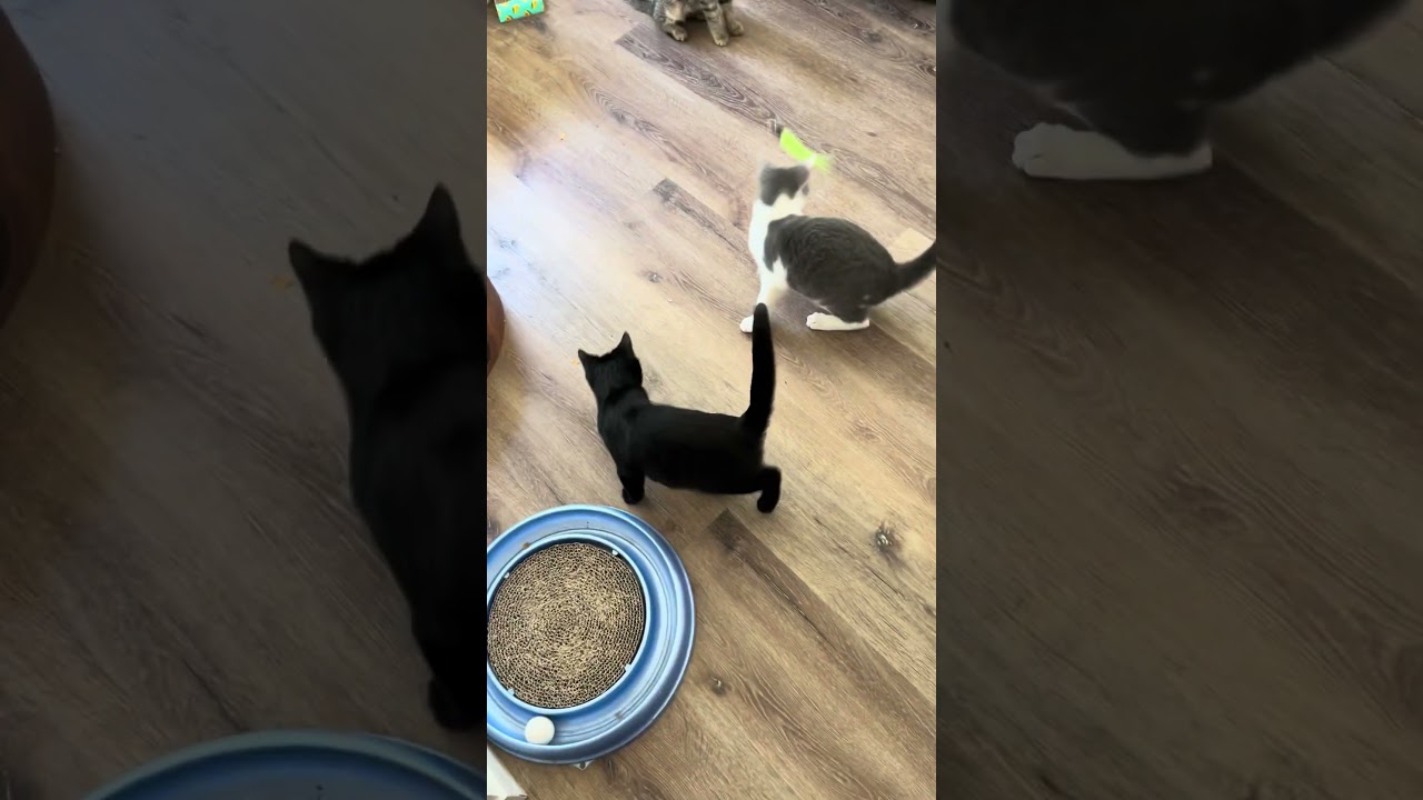 Enlarge Popeye - Sweetest Snuggliest Lap Cat, a Adopted Domestic Short Hair in Lemoyne, PA video 5/5