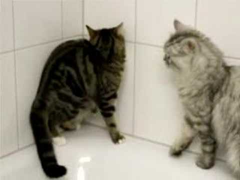 verrückte Katze - crazy cat