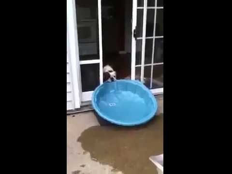 Dog And his Pool Awwww