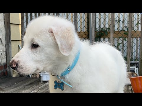 The One & Only | Badshah | Nazeema Ali