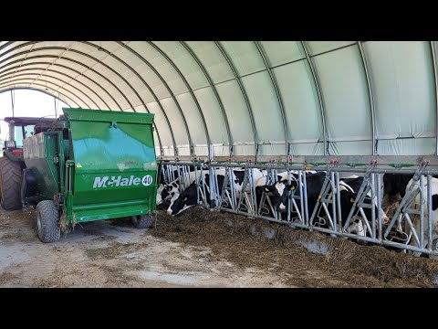 ARBENA | hale tunelowe jako obora dla bydła