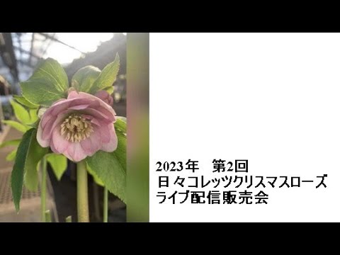 ヘレボアのクリスマスローズ：ポインセチアのライバルであるこのローズをどのように栽培し、維持するか？  庭園