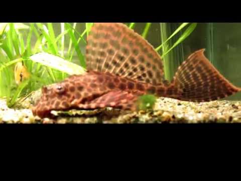 Leopard Sailfin plecostomus v detailu
