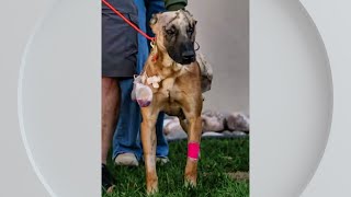Injured K-9 receives over $60,000 in donations to cover medical costs