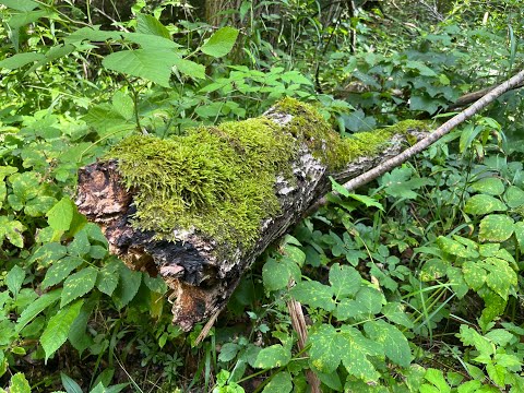 Wildpark Forstenried