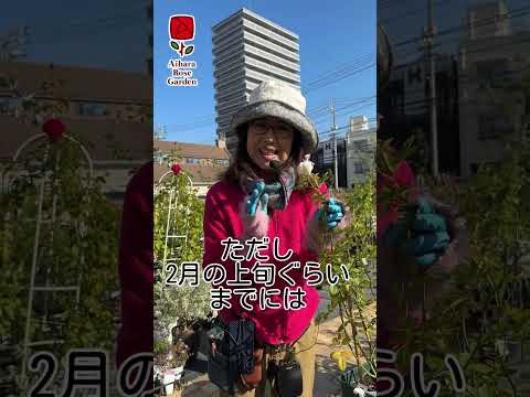 冬に植える花は何ですか パンジーは部分的に日陰で育ちます