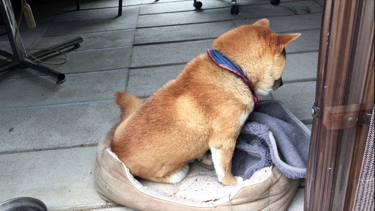 寝床をうまく作れなくて落ち込む柴犬 Shibe is feel down because he can not make beds well.